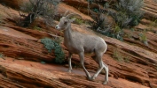 PICTURES/Leaving Zion on Mt. Carmel Hwy/t_Bighorn Sheep6.JPG